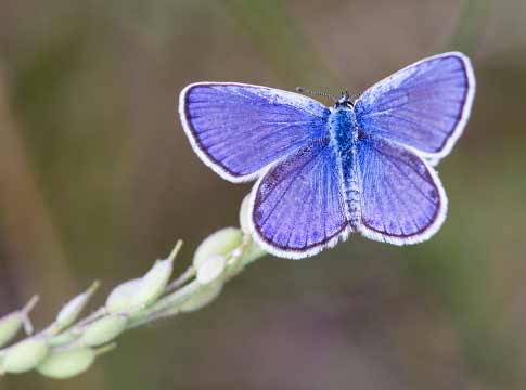 Karner-Blue-Butterfly