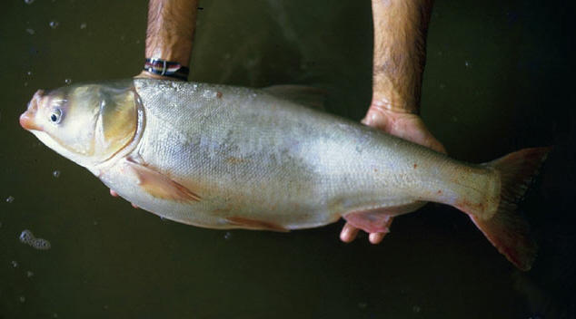Silver carp. (Photo: USGS)