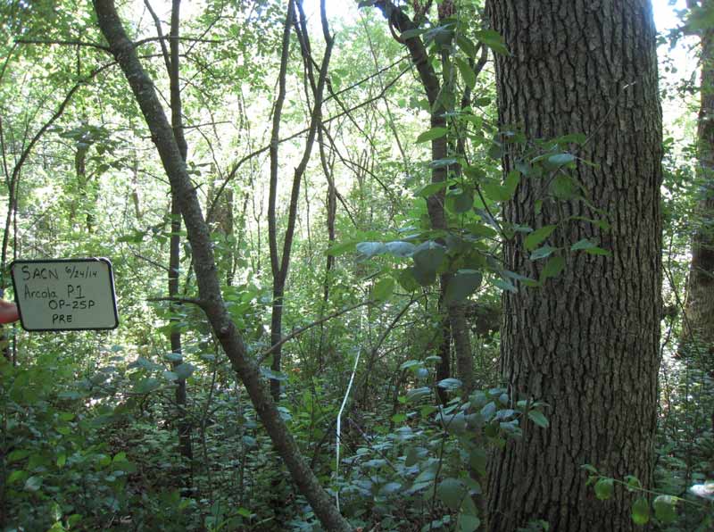 habitat-restoration-pre-treatment