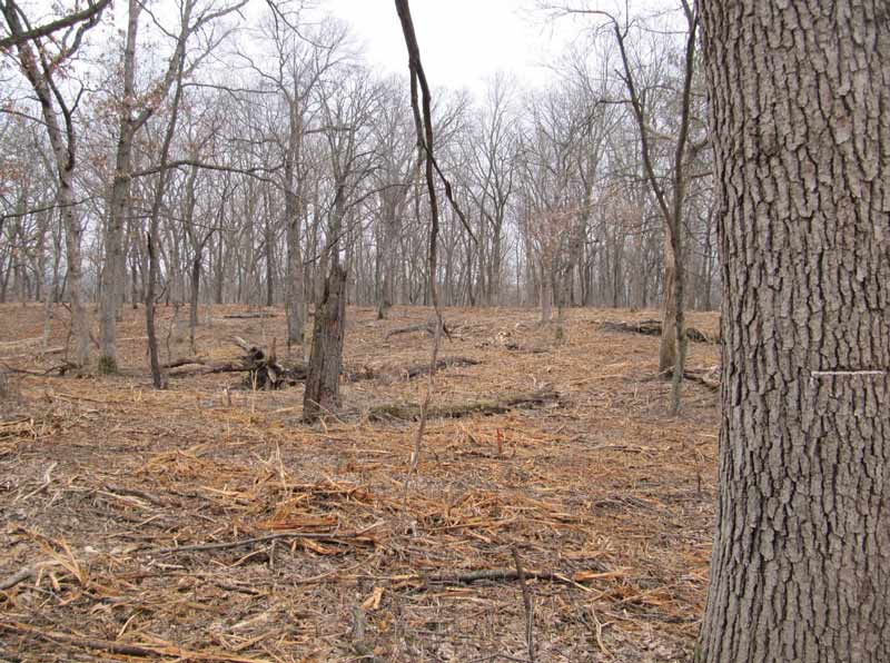 habitat-restoration-year-one