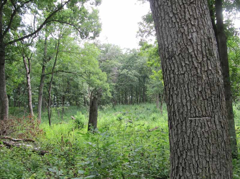 habitat-restoration-year-two