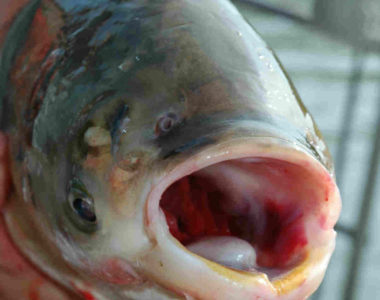 asian-carp_face2-Photo credit T. Lawrence, GLFC