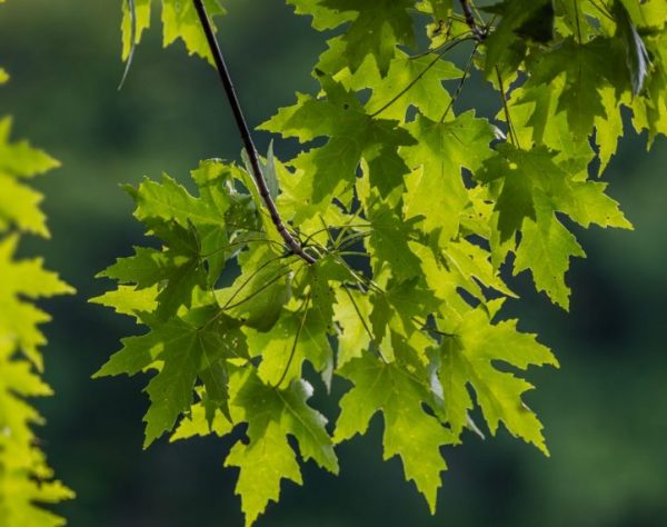 maples_craigblacklock maples_craigblacklock