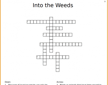intotheweedscrosswordpuzzle