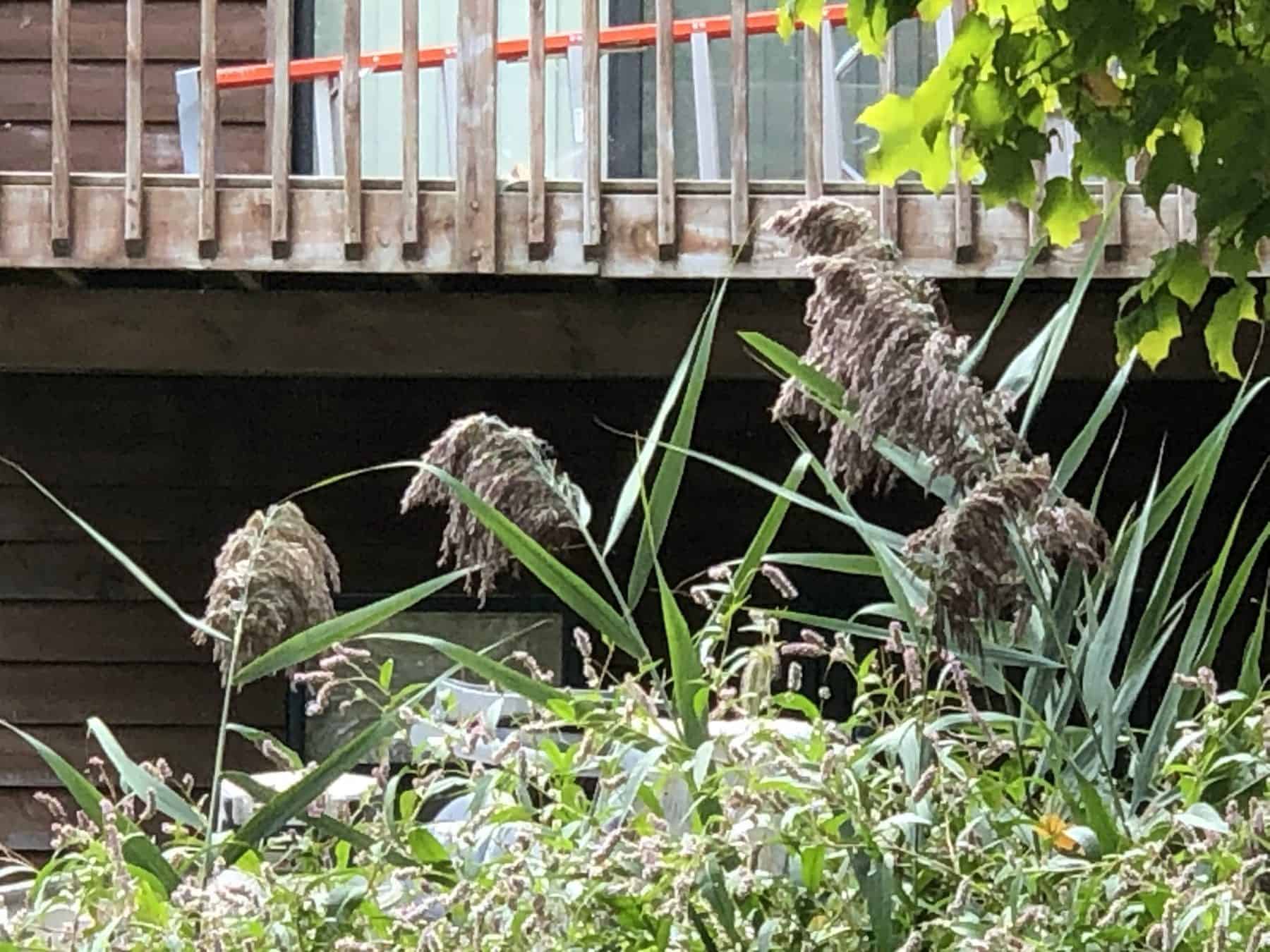 Invasive phragmites. (Photo Credit: Katie Sickmann, Wild Rivers Conservancy)