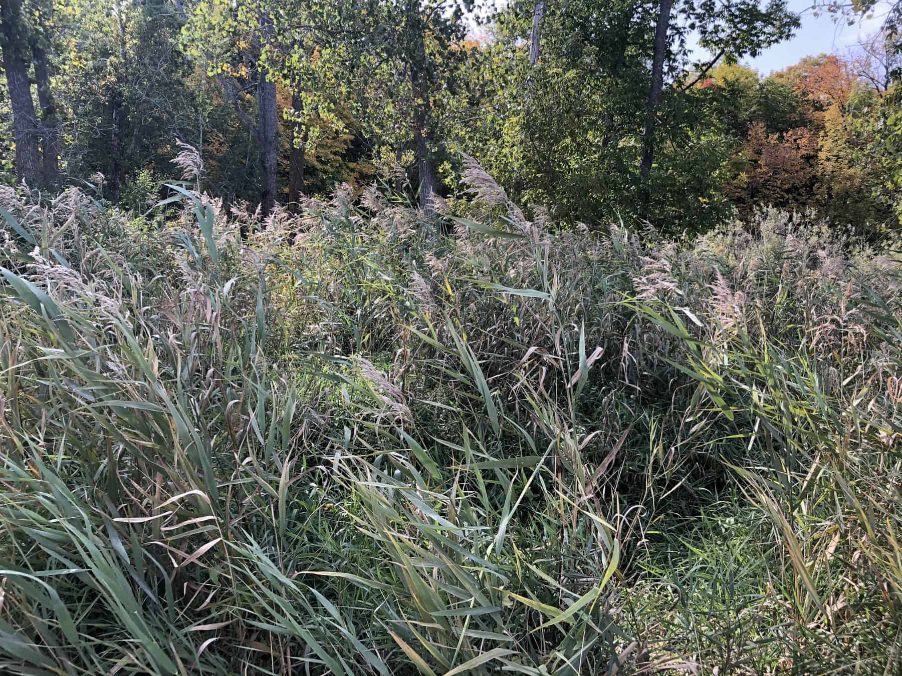 Native phragmites. (Photo Credit: Katie Sickmann, Wild Rivers Conservancy)