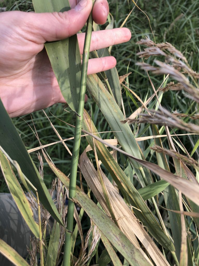 Native phragmites. (Photo Credit: Katie Sickmann, Wild Rivers Conservancy)