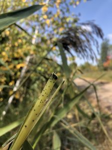 Fungal spots on native phragmites. (Photo Credit: Katie Sickmann, Wild Rivers Conservancy)