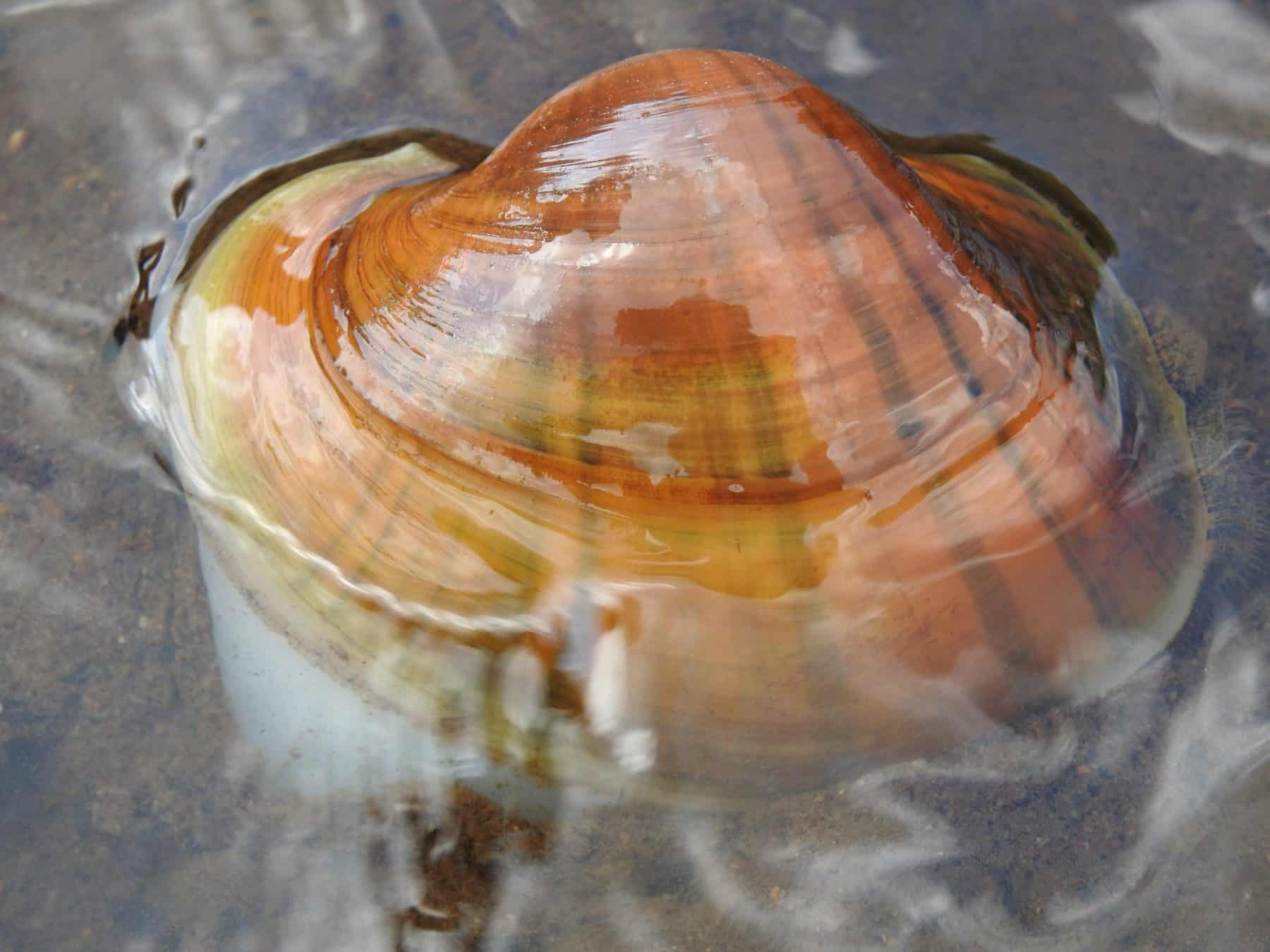 A mighty mussel. (Photo Credit: Sophia Patane, Wild Rivers Conservancy)