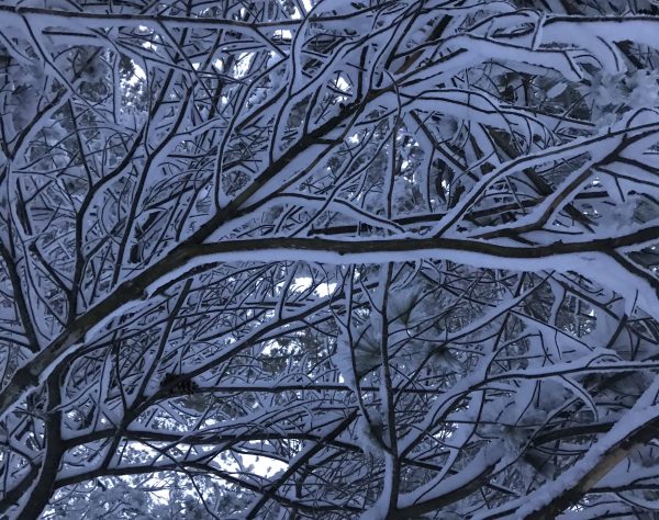 A new perspective of a pine. (Photo Credit: Sophia Patane, Wild Rivers Conservancy)