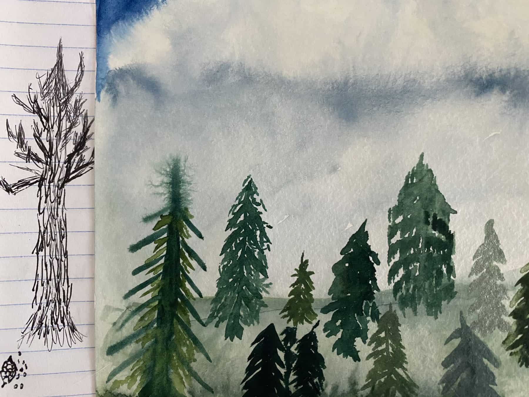 A sequoia sketch with ballpoint pen, and a forest of practice evergreens in watercolor. (Photo Credit: Sophia Patane, Wild Rivers Conservancy)