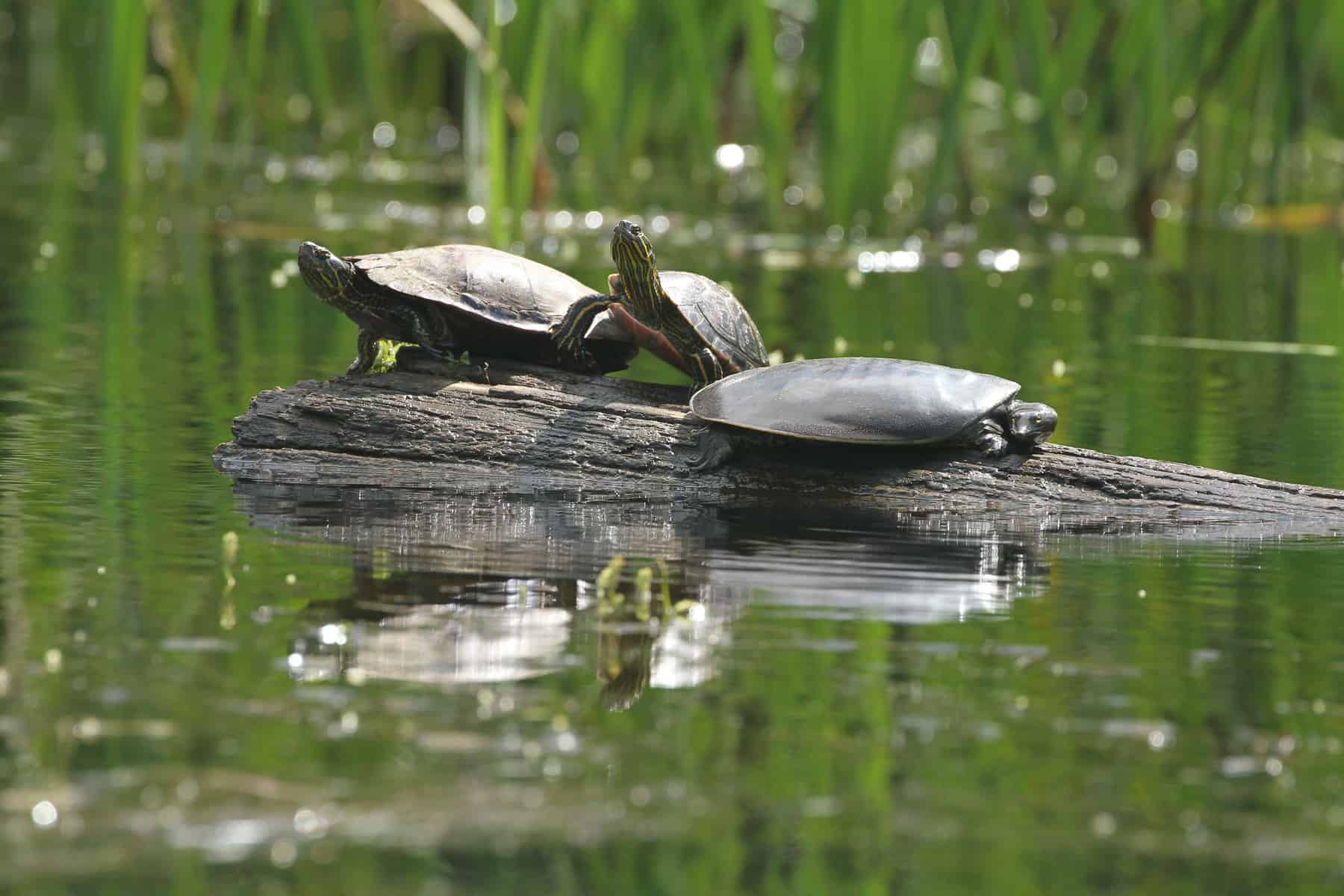 Painted and softshell turtles (Photo: Mark Sampson)
