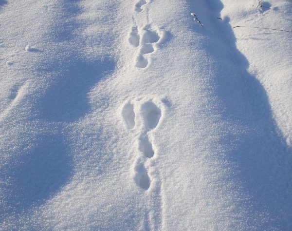 Snowshoe hare tracks. (Photo Credit: Florentina-I from Pixabay)