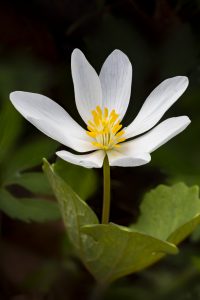 Bloodroot (Photo: Craig Blacklock)