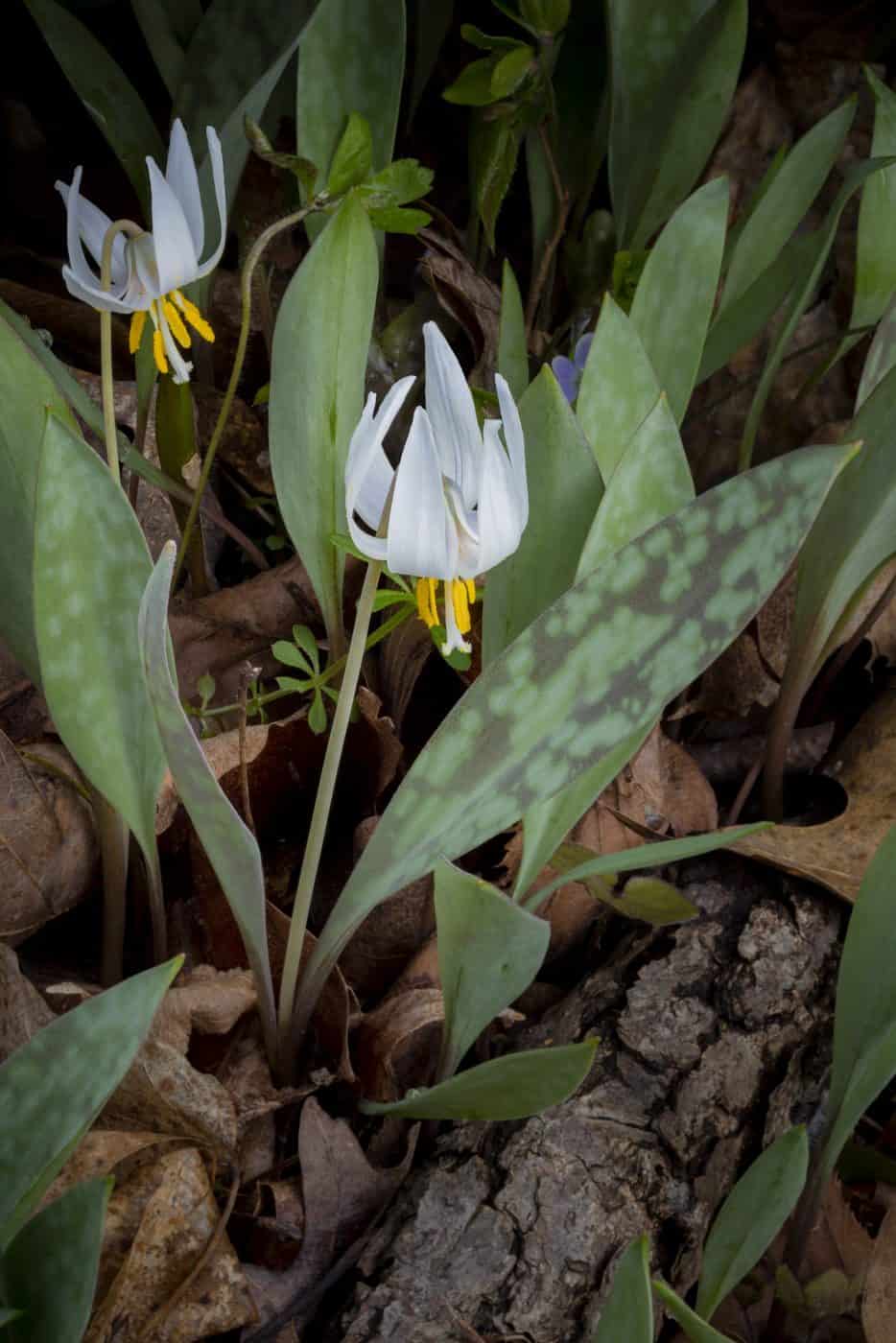 White Trout Lily (Photo: Craig Blacklock)