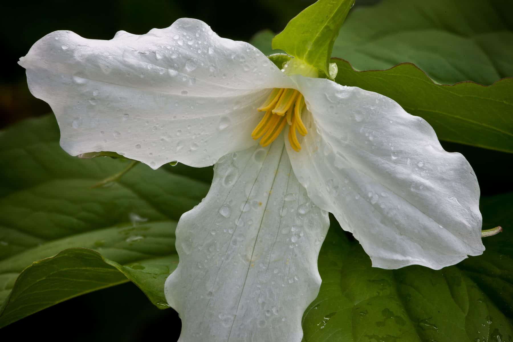 Large-flowered Trillium (Photo: Craig Blacklock)