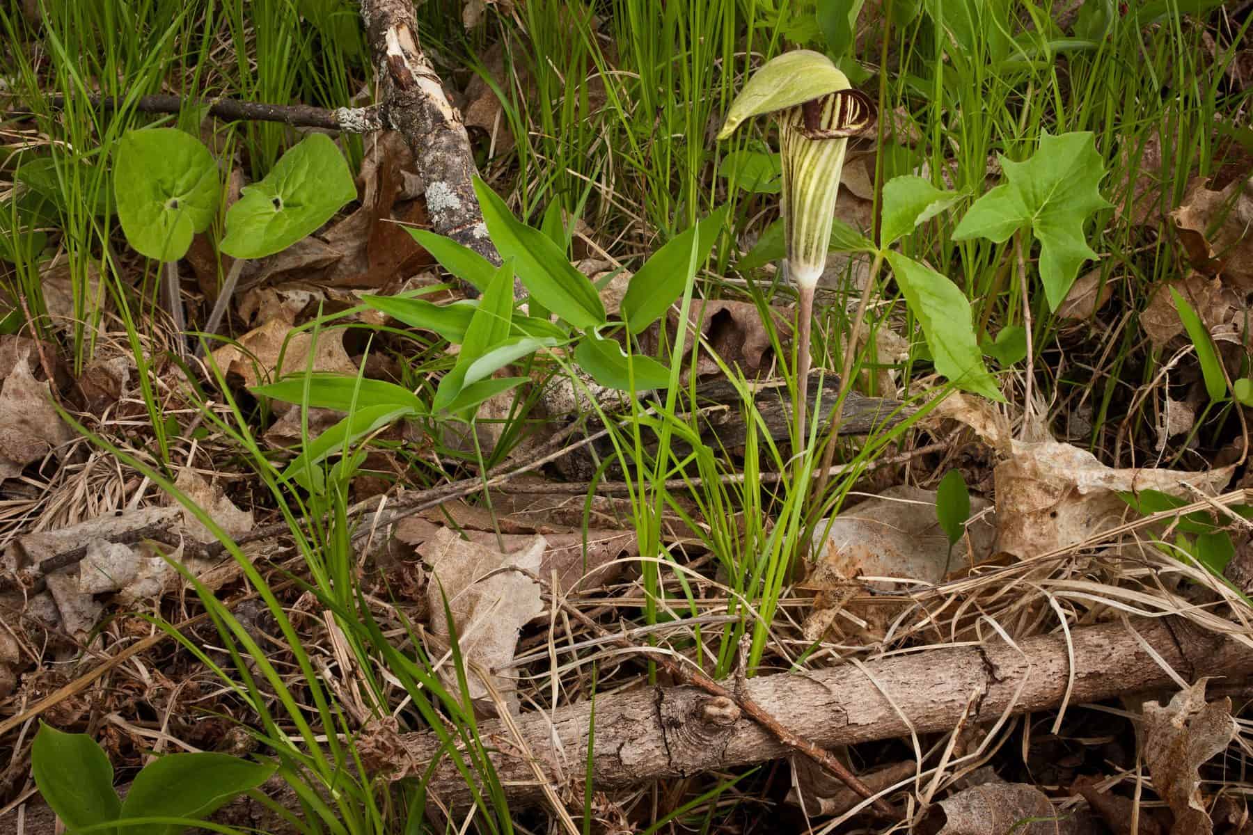 Jack-in-the-Pulpit (Photo: Craig Blacklock)