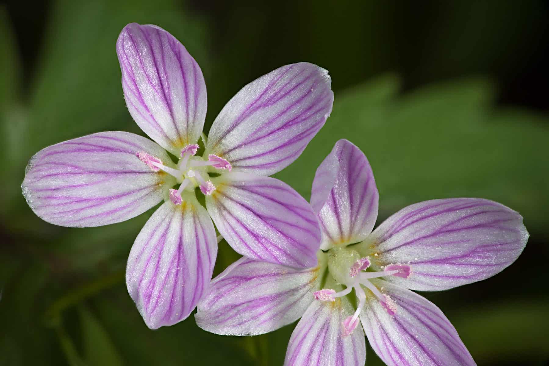 Virginia Spring Beauty (Photo: Craig Blacklock)
