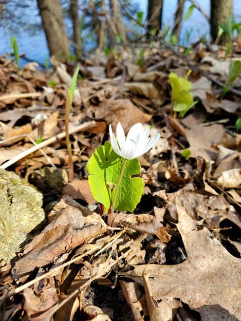 Bloodroot. (Photo: Nikki Henger, Wild Rivers Conservancy)