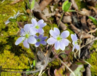 Hepatica. (Photo: Nikki Henger, Wild Rivers Conservancy)