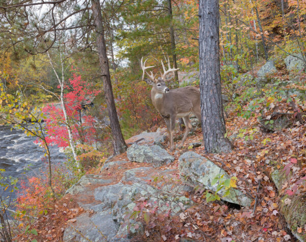 A whitetailed buck steps out of the forest. (Photo: Craig Blacklock)