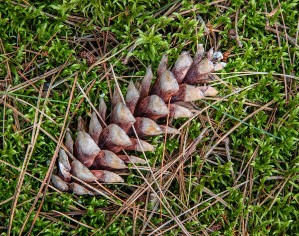 White pine cone and needles. (Photo: Craig Blacklock)