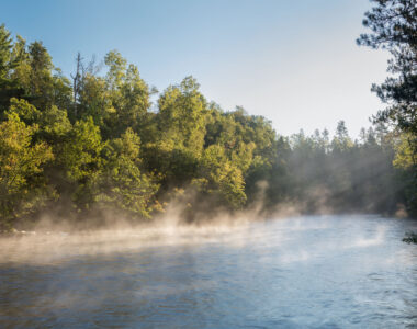 Fog rises from the river on a sunny morning with pines in the background. Photo: Craig Blacklock