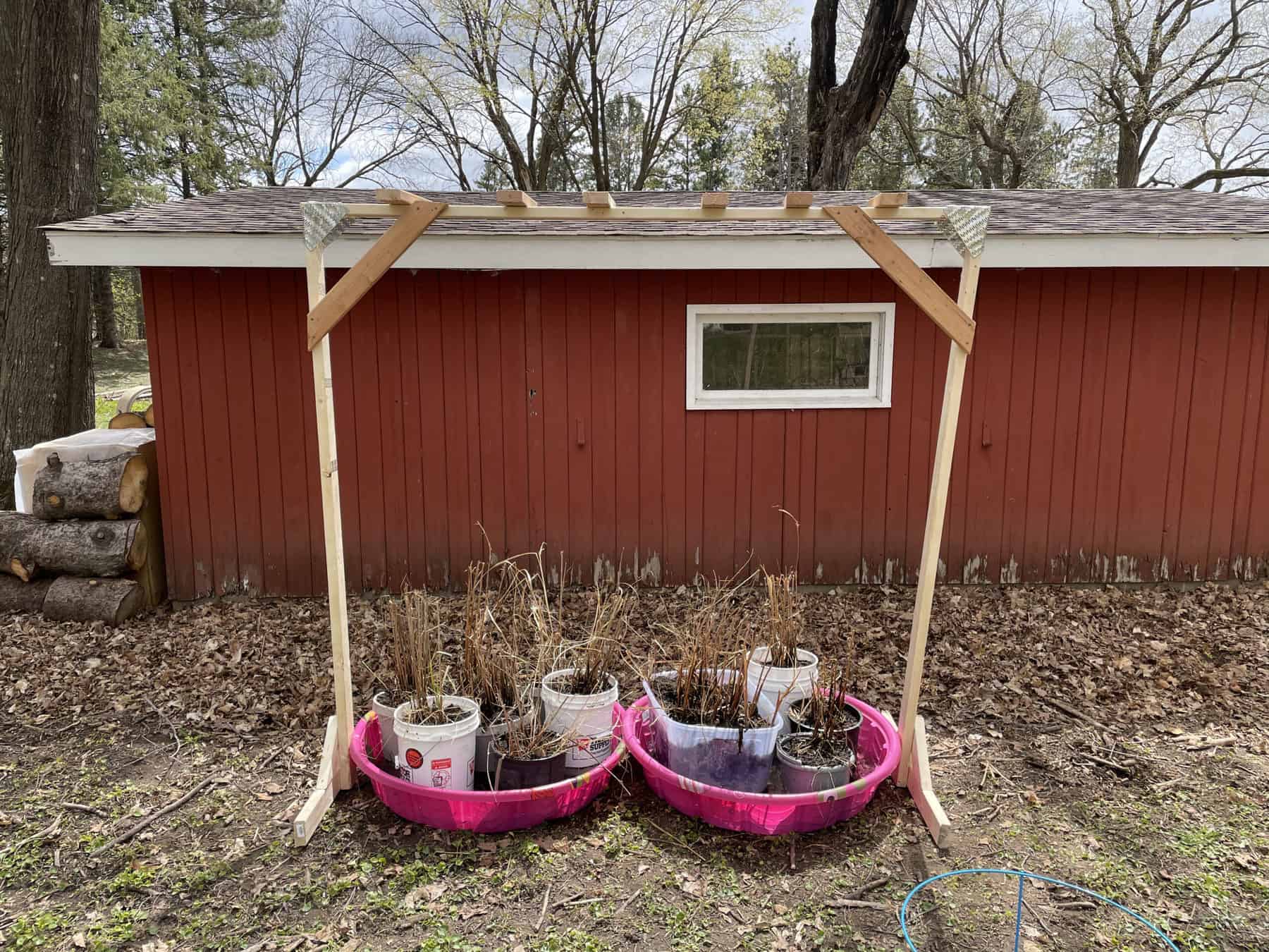 Creating a home for galerucella beetles in spring. (Photo: Katie Sickmann, Wild Rivers Conservancy)