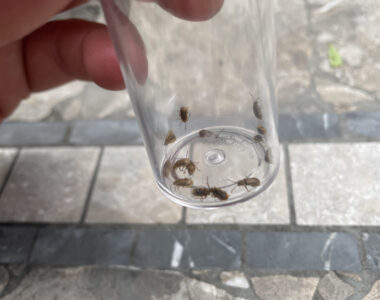 Small brown galerucella beetles in a jar. Photo by Katie Sickmann