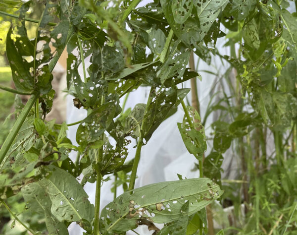 Loosestrife leaves with a lot of holes, and galerucella beetles munching on them. Photo by Katie Sickmann