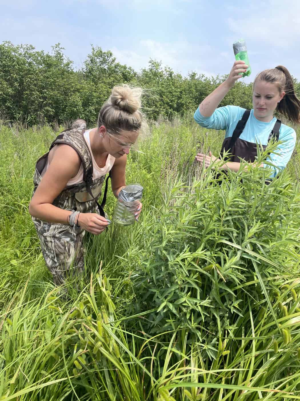 Two young woman stand behind a plant and gather beetles. Photo by Katie Sickmann