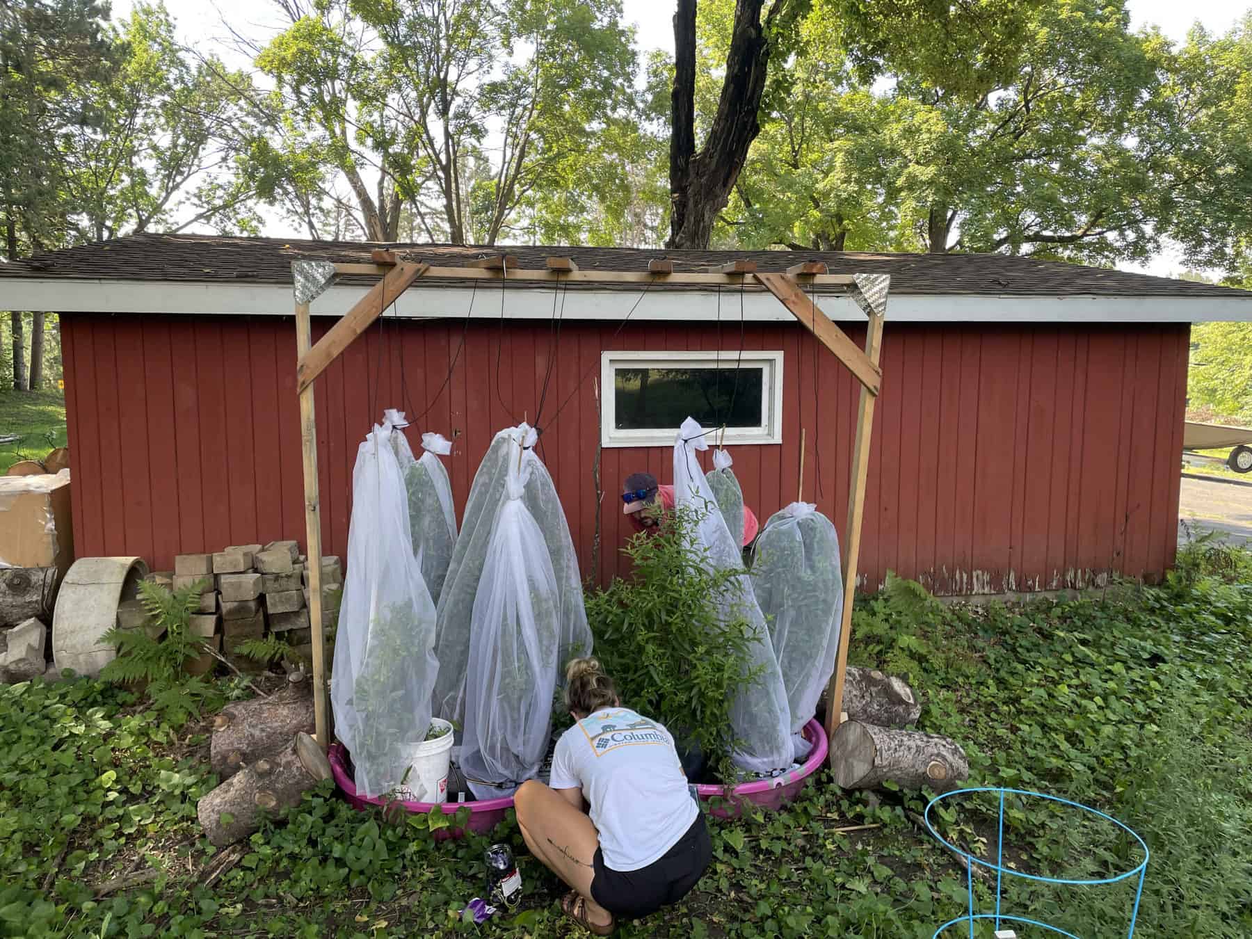 White mesh tents around plants are tied into place by two interns. Photo by Katie Sickmann