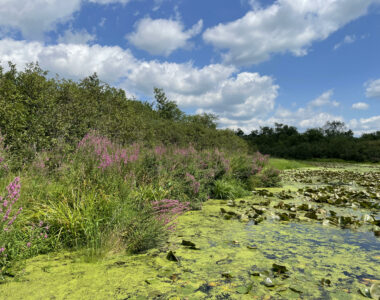Purple Loosestrife blooms around a wetland. Photo by Katie Sickmann