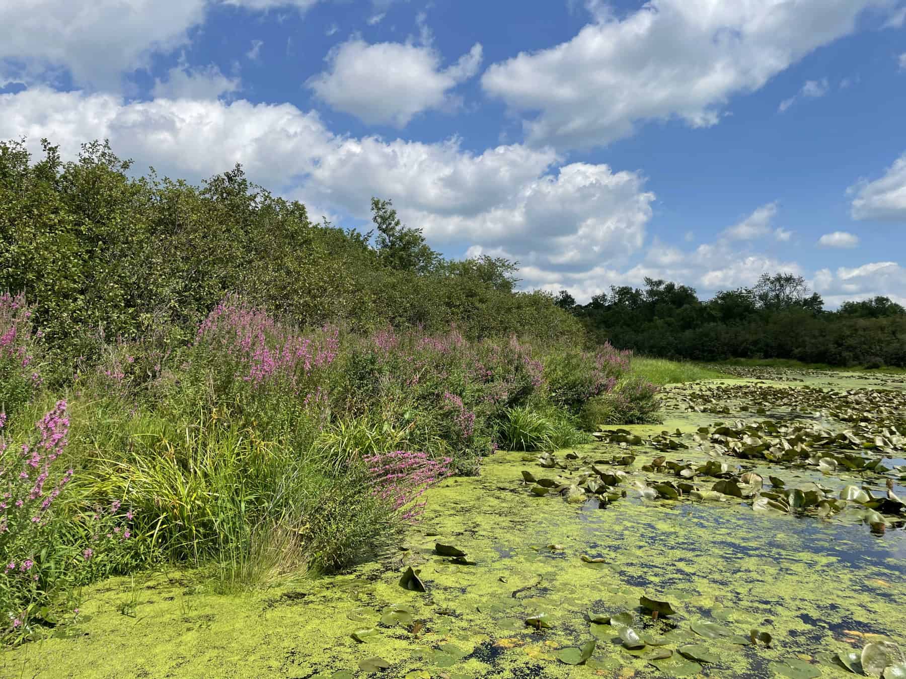 Purple Loosestrife blooms around a wetland. Photo by Katie Sickmann