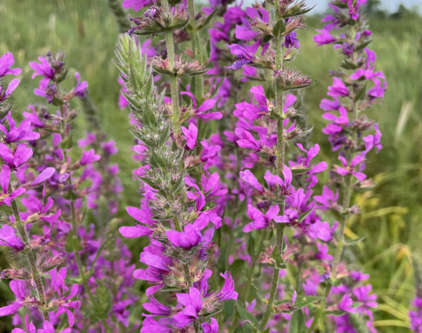 Bright pink-purple blooms of purple loosestrife in a field. Photo by Katie Sickmann.