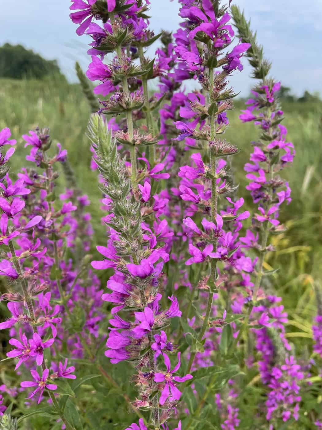 Bright pink-purple blooms of purple loosestrife in a field. Photo by Katie Sickmann.