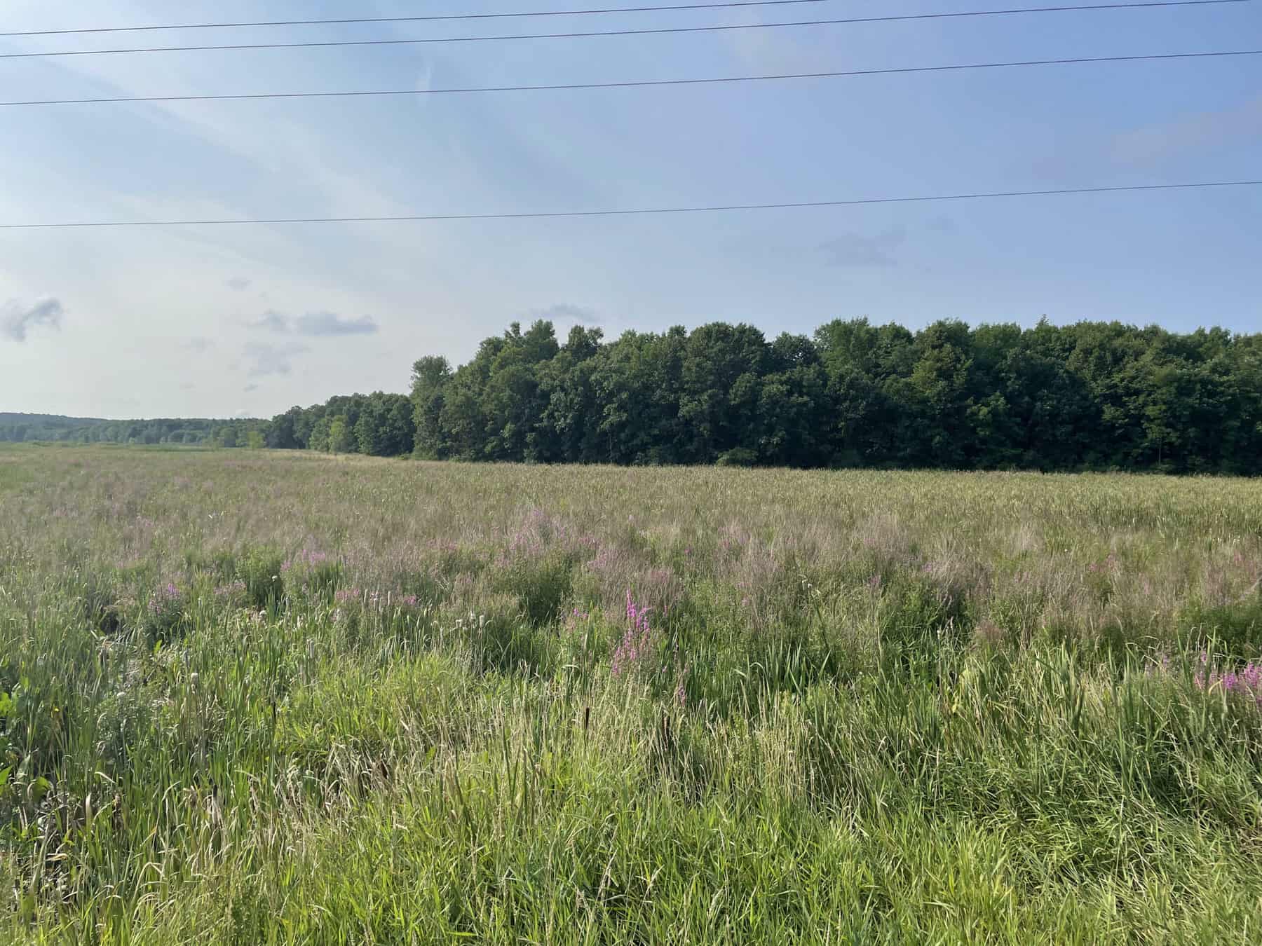 Purple loostrife plants cover a wetland. Photo by Katie Sickmann