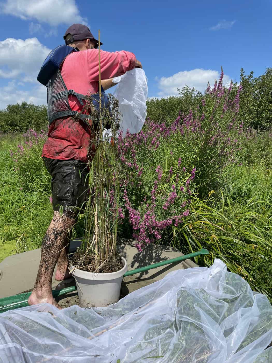 Conservancy seasonal Taylor releases galerucella beetles back into the priority area. (Photo: Katie Sickmann, Wild Rivers Conservancy)