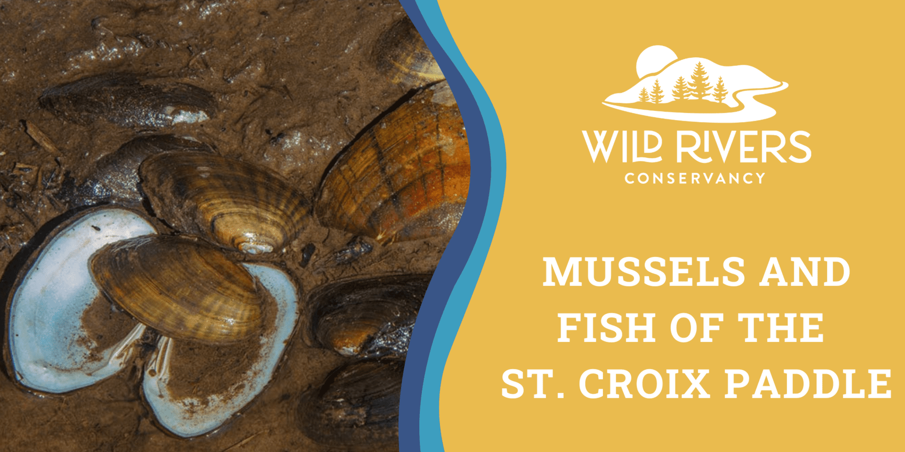 Mussels and Fish of the St. Croix Paddle – Wild Rivers Conservancy