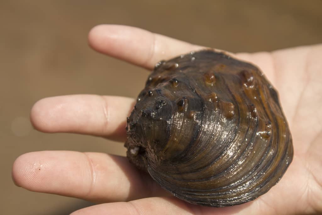 A person holds a winged mapleleaf mussel.