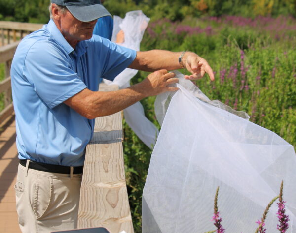 A volunteer releases beetles as part of the purple loosestrife bio control  project.