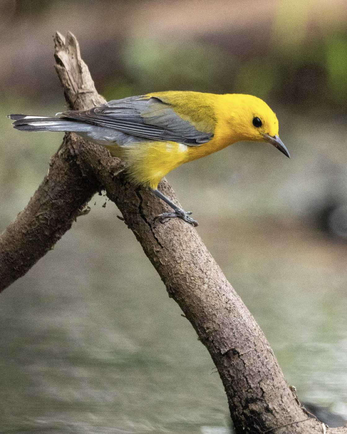 A prothonotary warbler perches on a branch along the Riverway.

Photo courtesy of Alice Berquist, Wild Rivers Conservancy Supporter
