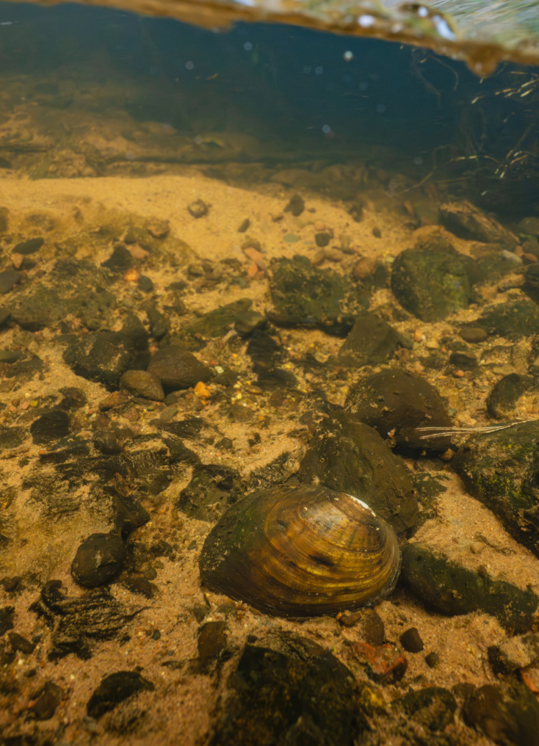 A mussel lays on the Namekagon Riverbed as water rushes past