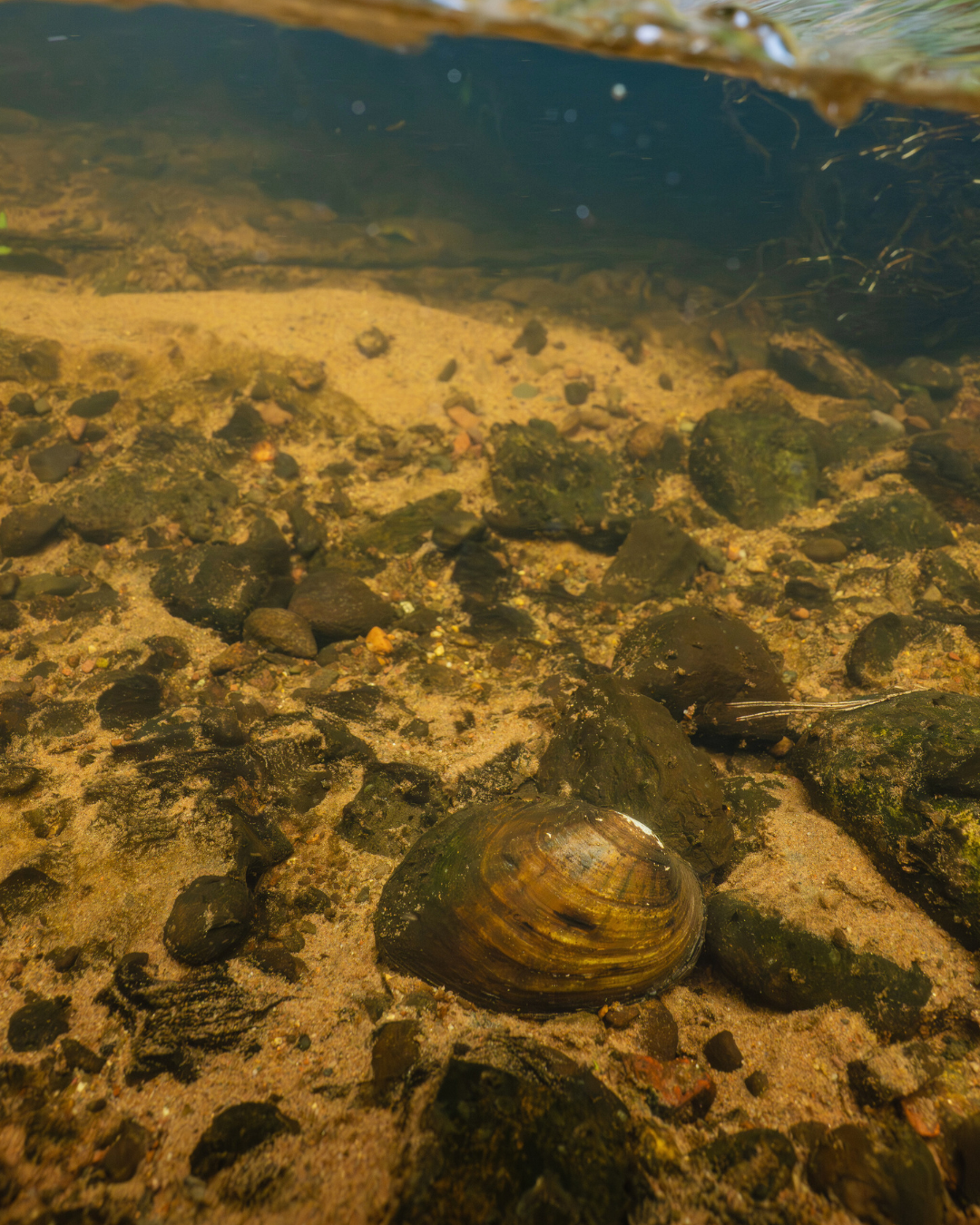 A mussel lays on the Namekagon Riverbed as water rushes past