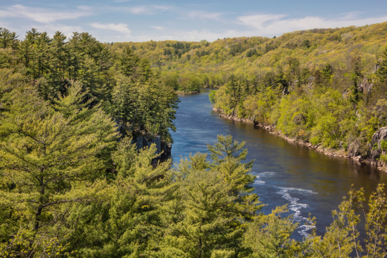 A vast treeline alongside a river
