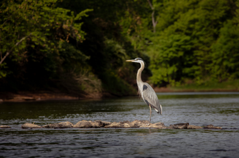 Heron in a river