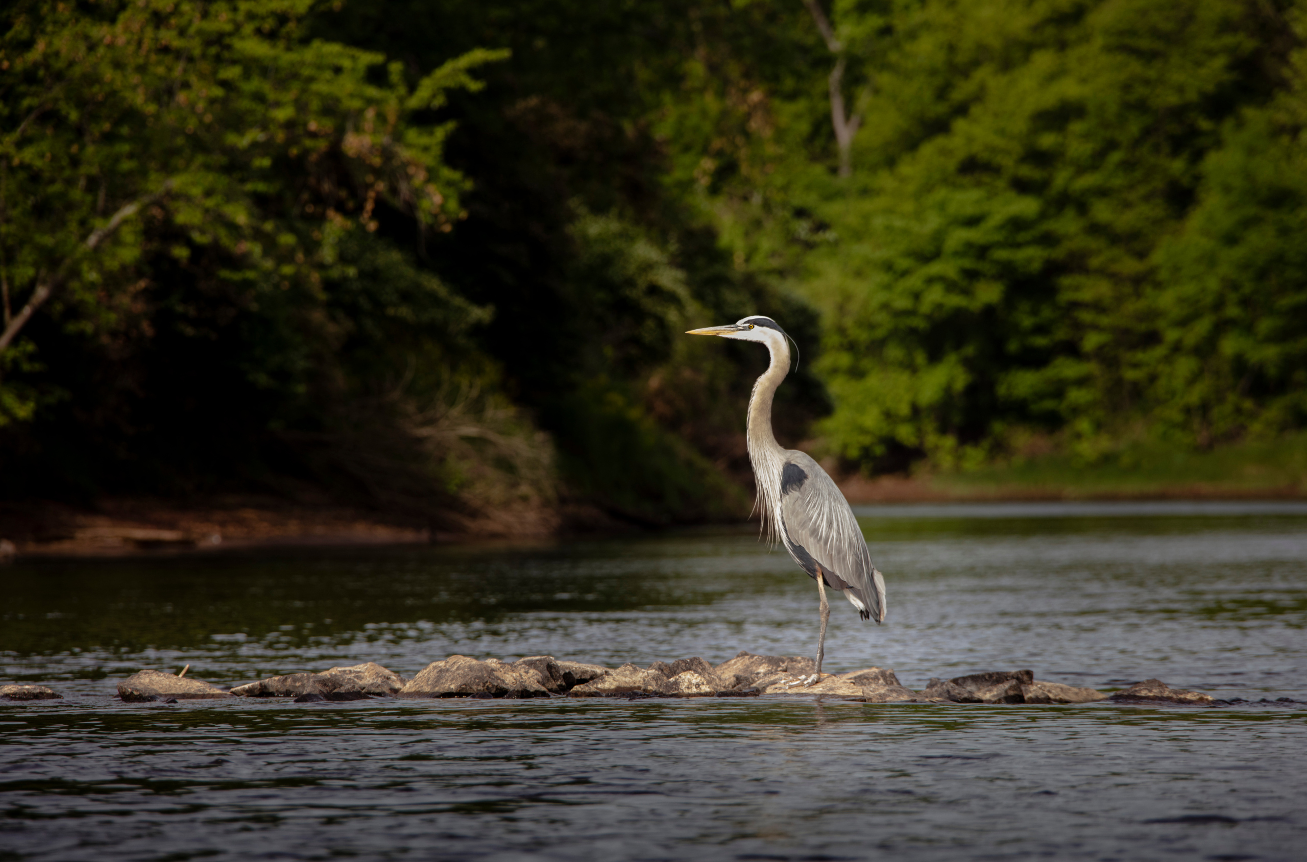 Heron in a river