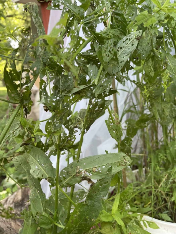 Loosestrife leaves with a lot of holes, and galerucella beetles munching on them. Photo by Katie Sickmann