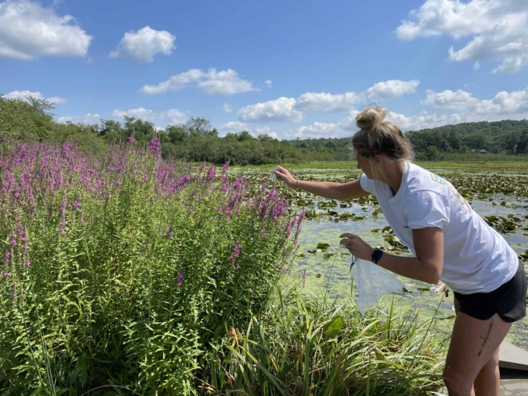 A woman places beetles on a purple loosestrife plant. Photo by Katie Sickmann