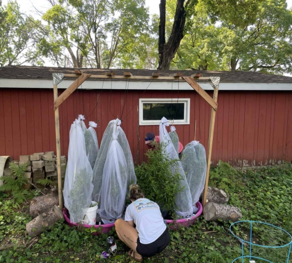 White mesh tents around plants are tied into place by two interns. Photo by Katie Sickmann